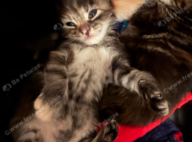 Kitten