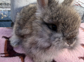 Angora buns