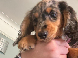 now fully vaccinated ready to leave 4 months kc reg 1 left silver and tan dapple long haired mini dachshund puppies