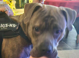 Staffie x american bully
