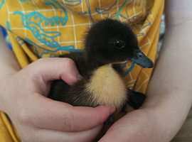 Female ducklings