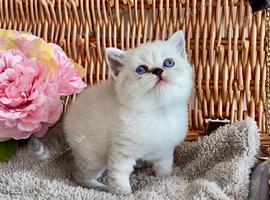 BEAUTIFUL PURE BREED BSH TEDDY BEARS