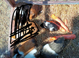 Female guinea pigs