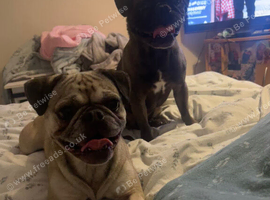 Male & female frug