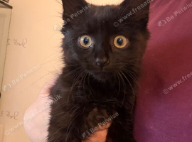 Male kitten