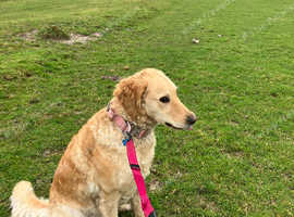 Kelly's Kollars -Dog walking