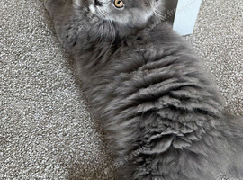 15 week British long hair