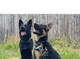 Looking for a White German Shepherd dog