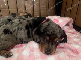 Miniature dachshund puppies
