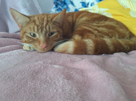 Ron is searching for his forever home