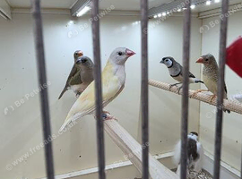 Star finches, Benglanese and owl finches