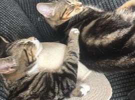Beautiful tabby brothers