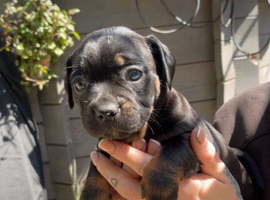 Dachshund x french bulldog