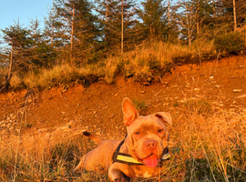 Female micro bully
