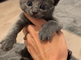 2 British shorthair kittens