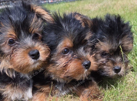 Yorkshire terrier biewer puppies for sale