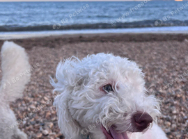 Loving Home Needed - Miniature Labradoodle