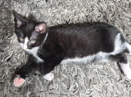 2 x female kittens