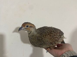Female gori teetari
