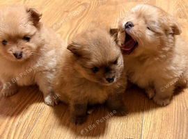 4 weeks old Pomeranian puppies