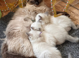 1 xBlue Lynx & Blue Point Kittens