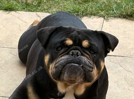 Male English bulldog