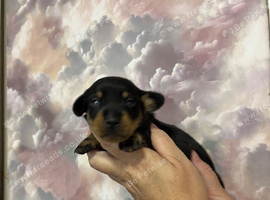 miniature dashound puppies