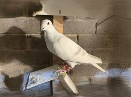 Syrian Pigeon Good Price