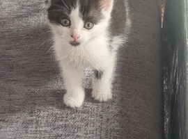 3 kittens need rehoming