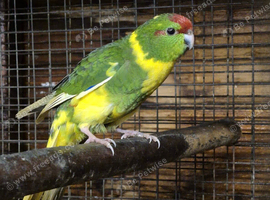 Kakariki
