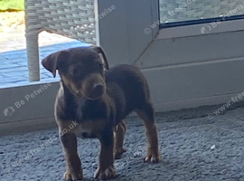 Jack Russell boy puppy ready for ther home s now