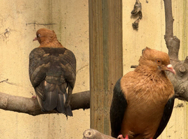 Brown/ tan archangel pigeon male/ female/ pairs