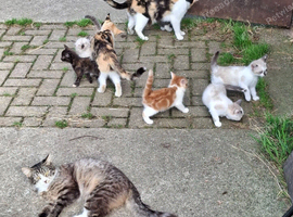Happy Kittens for Loving Homes