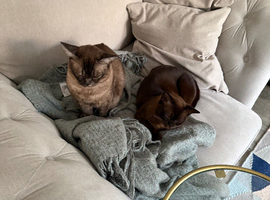 Two Asian sisters, blue, 5 years old need rehoming