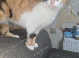 3 sweet cats available for good home
