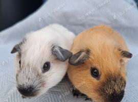 Beautiful pair of Cali Guinea Pig brothers