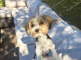 Beautiful 10-Month-Old Biewer Terrier - Loving Home Wanted