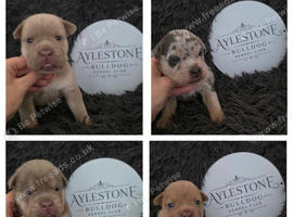 Stunning Litter of Old Tyme (Aylestone) Bulldogs