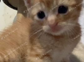 2 ginger males. 8 week old kittens