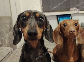 Male and female miniature dachshunds