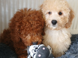 Miniature Poodle.