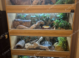 Complete 4ft Vivexotic Stack & 4 Adult Ball Pythons.