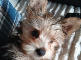 Boy Yorkshire terrier