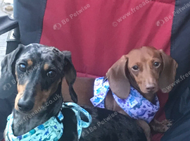 Miniature dachshunds