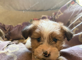 traditional Jack Russell puppies