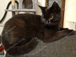 black female kitten to be rehomed