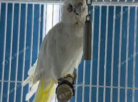 Female Cockatoo Glasgow