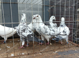 Tiger grizzle pigeons