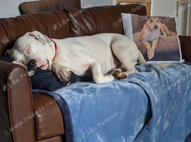 Urgent rehoming needed