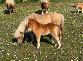 Registered miniature Shetland foal ponies.